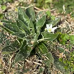 Kemping каравана рапунцел - Rapunzel Caravan *