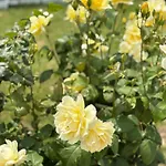 каравана рапунцел - Rapunzel Caravan Balcsik