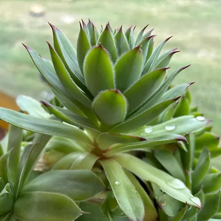 каравана рапунцел - Rapunzel Caravan * Balchik