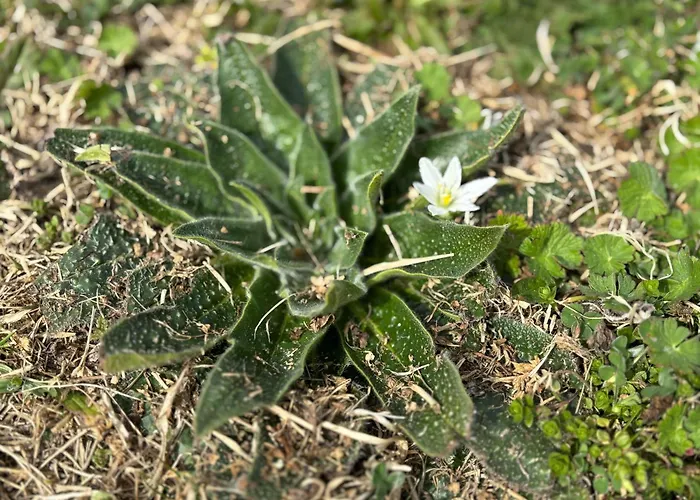 Campsite каравана рапунцел - Rapunzel Caravan *