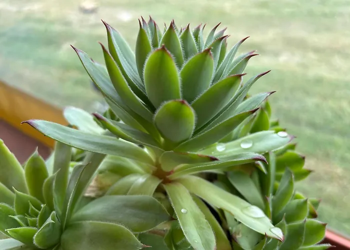 каравана рапунцел - Rapunzel Caravan * Balchik