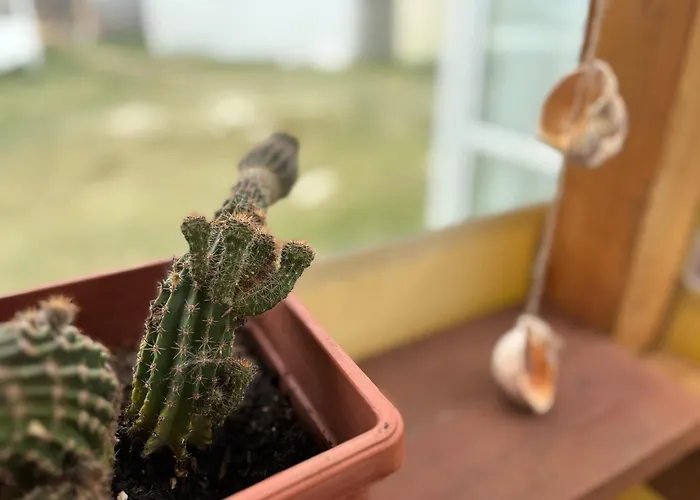 Campsite каравана рапунцел - Rapunzel Caravan Balchik