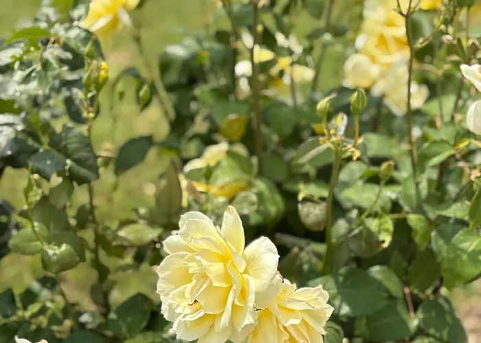 каравана рапунцел - Rapunzel Caravan Balchik